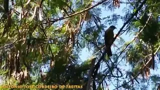 NATUREZA
