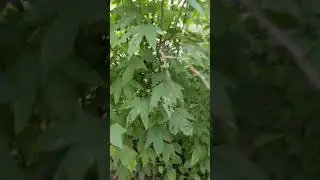 My Home 🏡 garden full video