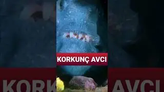 Derin Denizin Yılanları: Kurt Yılan Balıklarının Anatomisi ve Morfolojisi