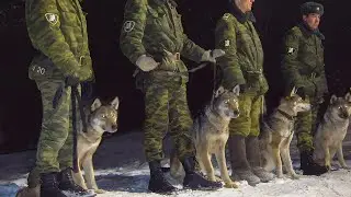 10 Insanely Unique Russian Dog Breeds