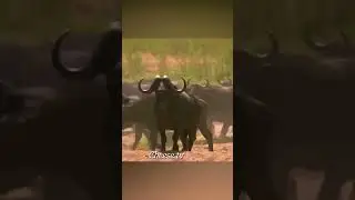 Лев напал на буйвола, но стадо пришло на помощь.