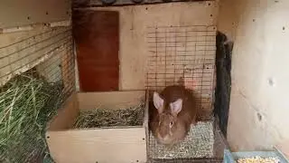 краткий видео обзор моего кроличьего хозяйства.