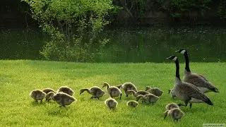 KAZ SESİ (GOOSE SOUND)