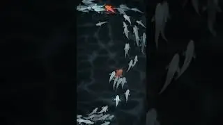 Koi pond, koi carp #koi #japan #carp #motiongraphics #fish #cartoon #aftereefects #animation