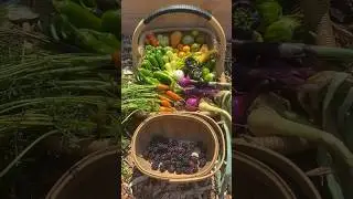 Hot Summer Harvest #gardenharvest #harvesttime #homegrown #garden #growyourownfood #gardening