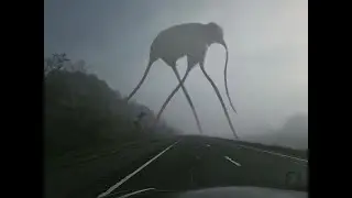 Homichlophobia. The fear of fog