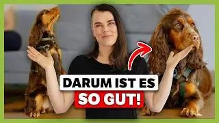 Darum braucht dein Hund eine HOHE Frustrationstoleranz (So lernt er sie)