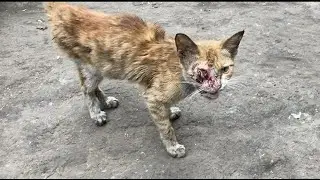 A Stray Cat Whose Body Is Being Eaten Away By Disease And Crying For Help And No One Paid Attention