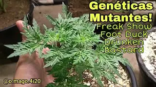 Genéticas mutantes atualização!!
