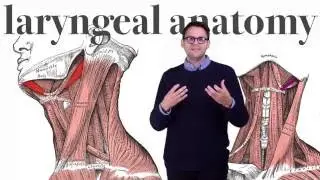 Laryngeal Anatomy