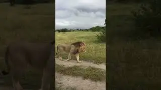 Beautiful lion in Savuti, Romeo #shorts