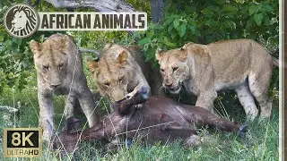 🐅 8K Young lions killing a buffalo in Kruger National Park