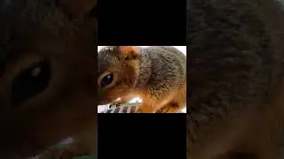 Meet Nutty Squirrel invades Feeder angers Birds by his cuteness