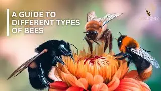 The Buzz about Bees | Geohoney