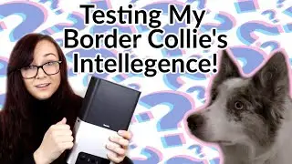 Just How Smart is My Border Collie?! | Petcube Bites 2 Camera Challenge