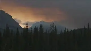 Forest Video Compilation - Full HD #34