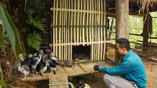 Build More Chicken Coops When They Grow Up and Rigs For Bitter Gourd To Climb