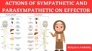 Action Of Sympathetic and Parasympathetic on Effector by Ruqaiya Medsparkles