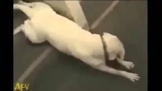 Смешные собаки. Прикольные собаки.