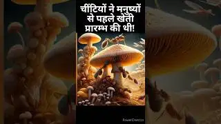 चींटियों ने मनुष्यों से पहले खेती प्रारम्भ की थी! #shorts #youtubeshorts #space