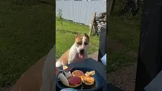 Мысли стаффорда, когда кто-то рядом ест #shortvideo #собака #юмор #стаффорд #прикол #стафф