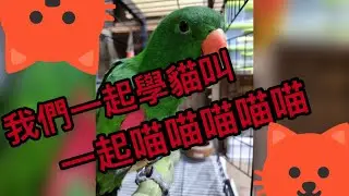 鸚鵡也想學貓叫