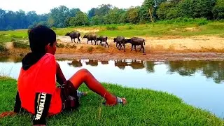 Village of nepal भैसि चराउनु को मजा