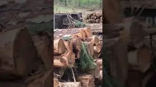 848Lll Ain't Playing #trending #logger #tree #loggerlife #logginglife #construction #trucker #pine
