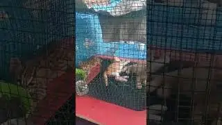 Ada imposter geesss... #kucing #kucinglucu #harimau #harimaukumbang #shorts #viral