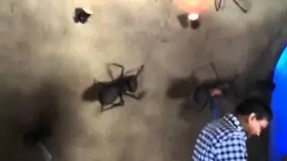 The Scientist Discovered Dangerous Biggest Ant