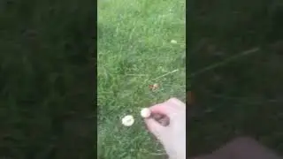 Кузикоринчалар....☺