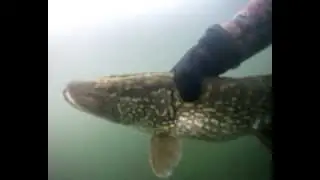 Попалась,щука!(подводная охота)