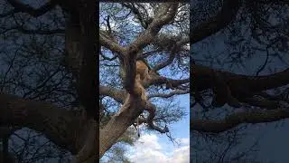 lions resting on tree 