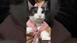 Espero les guste mi baile #viral #gatos #michi #shortvideos #cat #michis #shorts #parati #cats #pets