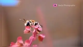 Fly in its Own Mood😍 ।। Macro Mobile Video ।। Macro Insects