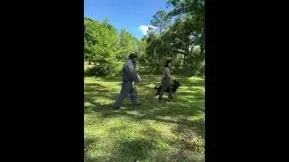 Amazing Elite Personal Protection Dog Training -Focused control training Off leash