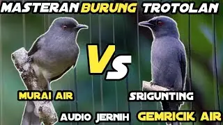 Murai Air Vs Srigunting Kelabu Gacor Tembakan Panjang Cocok Untuk Masteran Burung Trotolan