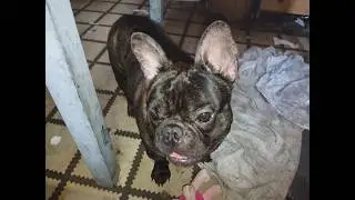 #vlogmas 137 Nuestro perro con 3 meses