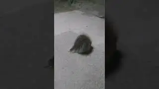 Дикобраз