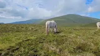 Newborn Welsh Mountain Pony, #northwales #snowdonia  #shorts #short #visitwales
