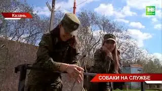 Собаки на службе