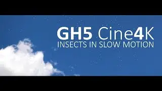GH5 - Insects in Slow Motion - Cine4K