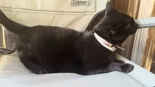 Do you Like Black Cats?