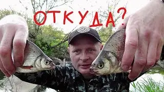 ЛОВЛЯ НА РУЧЕЙНИКА. ОТКУДА ЗДЕСЬ ТАКАЯ РЫБА?!