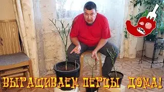 Trimming chili peppers for winter or trimming peppers in autumn
