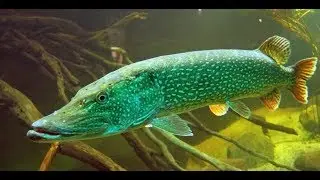 Невероятный клев щуки! Рыбалка в ХМАО Каменное! Часть 1