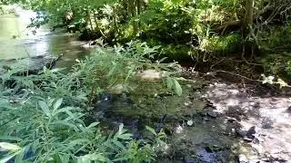 На речке лето !
