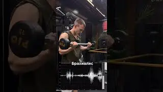 When pumping up your arms, don't forget about the brachialis. 