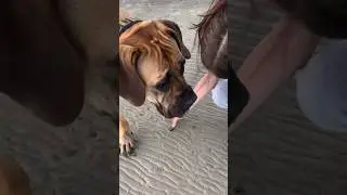 Big Boerboel VS Crab 🦀 
