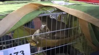 Nice Kitty Gives Friend a Massage